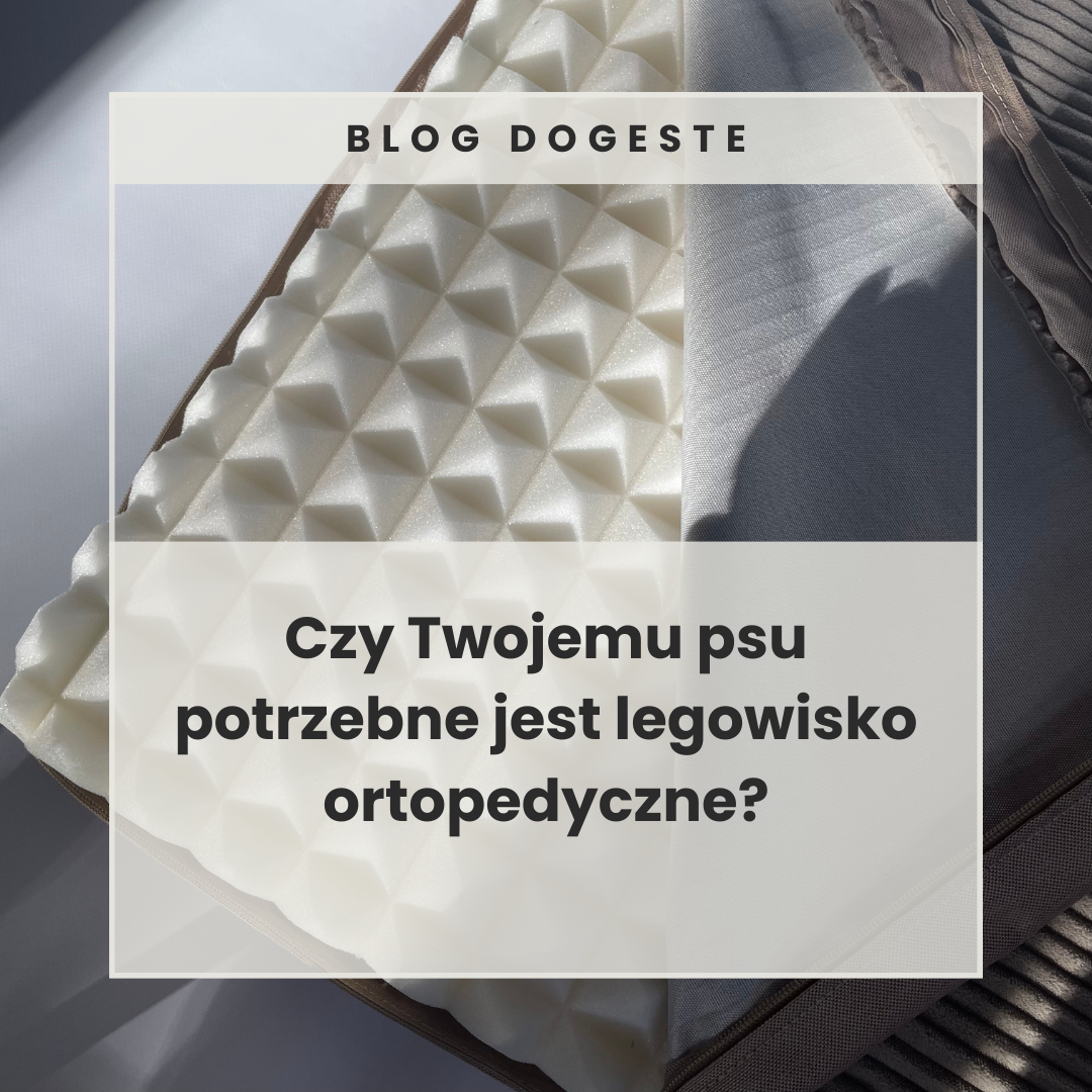 Czy Twojemu psu potrzebne jest legowisko ortopedyczne?