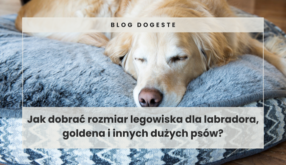 Jak dobrać rozmiar legowiska dla labradora, goldena i innych dużych psów?