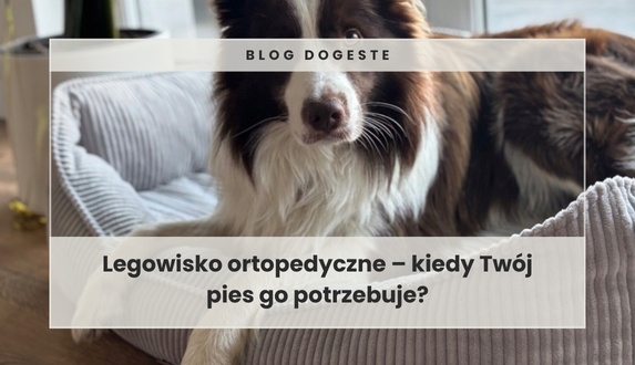 Legowisko ortopedyczne – kiedy Twój pies go potrzebuje?