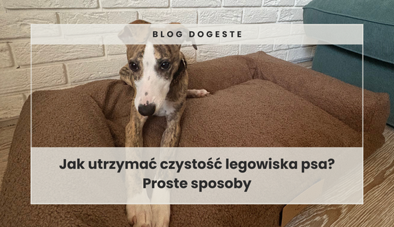 Jak utrzymać czystość legowiska psa? Proste sposoby