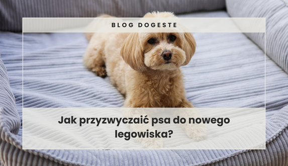 Jak przyzwyczaić psa do nowego legowiska?