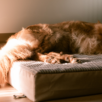 Personalizowany materac ortopedyczny dla psa Dogeste XXL 