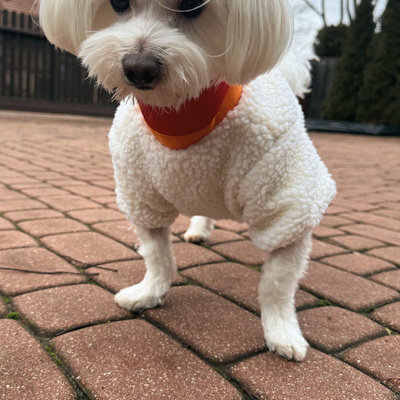 Ubranko kurtka dla psa Baranek czerwony