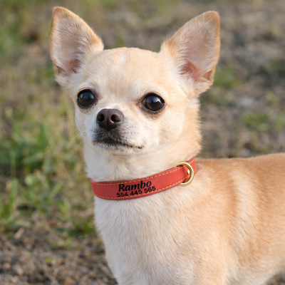 Skórzana obroża z personalizacją CANDY czerwona