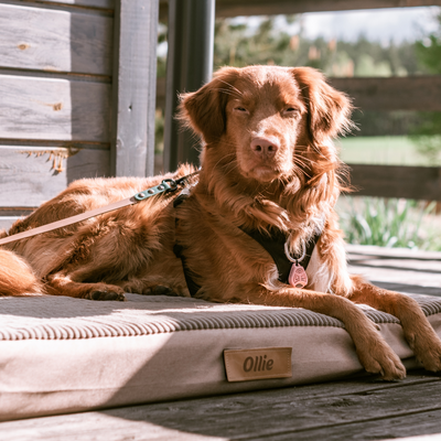 Personalizowany materac ortopedyczny dla psa Dogeste XXL 